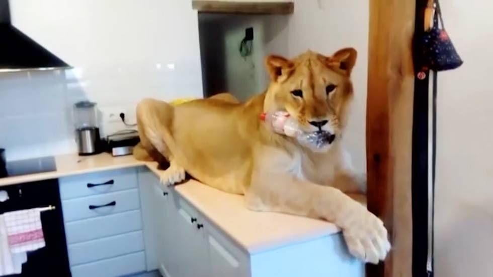 ¿Un león como mascota? ¿Un león como mascota?
