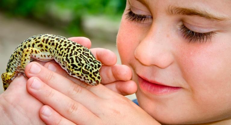El Gecko El Gecko
