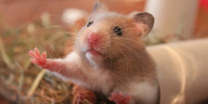 Los Hamsters Los Hamsters